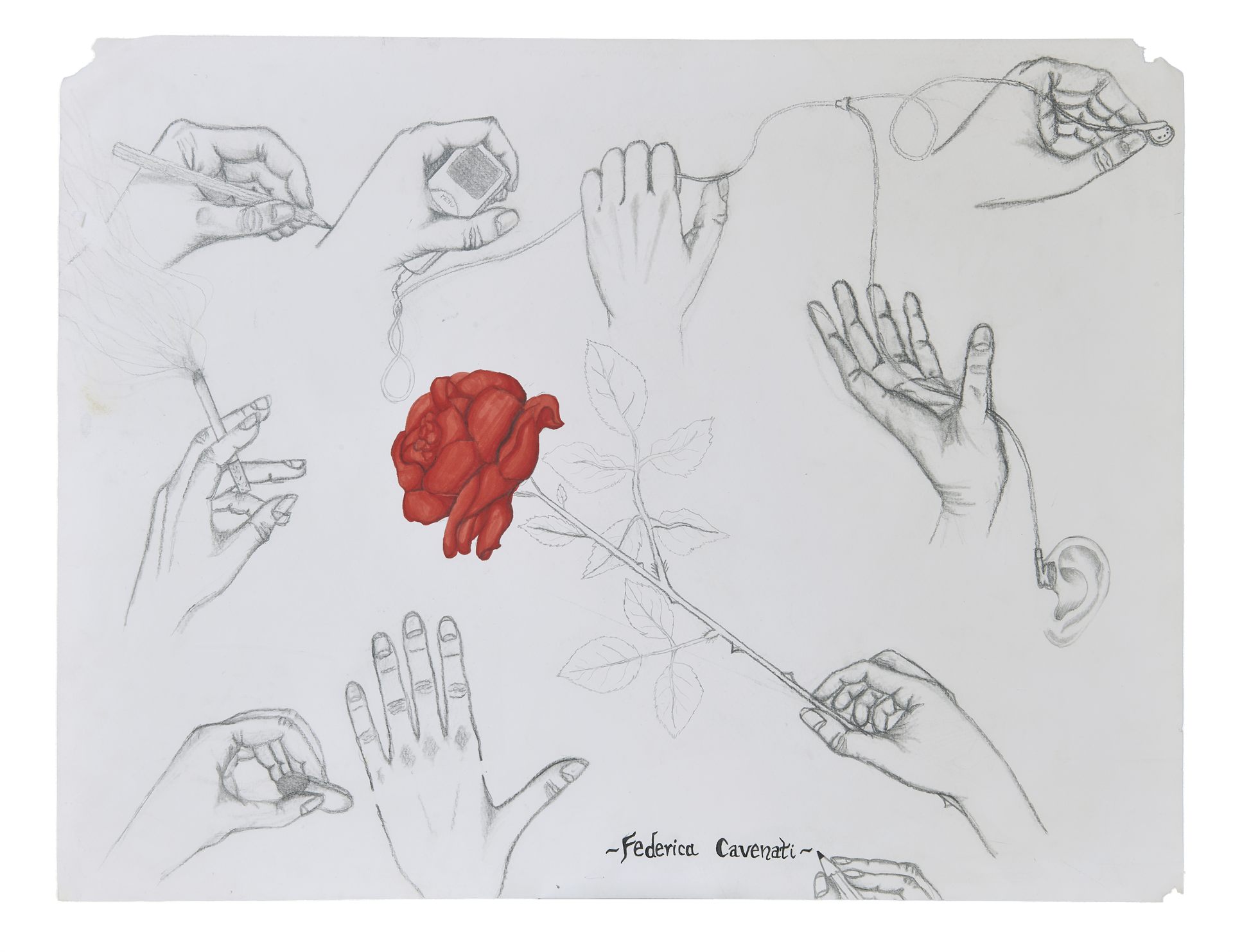 Pencil studies of hands surrounding a single red rose, by Federica Cavenati